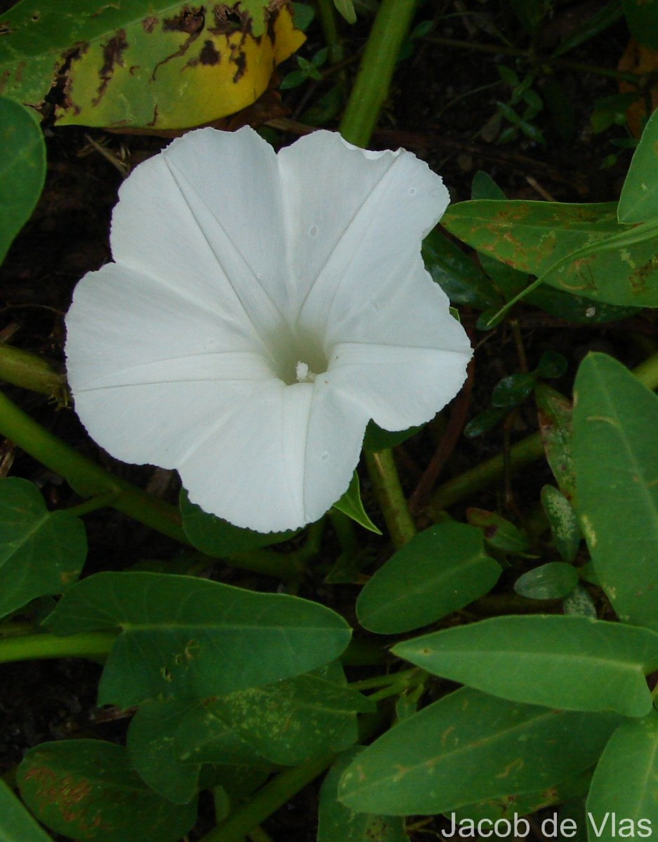 Ipomoea aquatica Forssk.